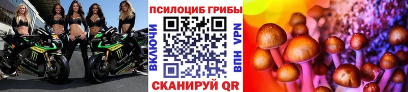 Галлюциногенные грибы Cubensis Купить Гай